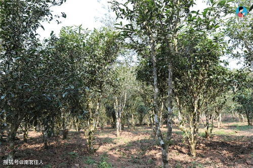2021年第6季茶山行 日记11 困鹿山皇家贡茶园 中小叶种茶树嫩芽未发