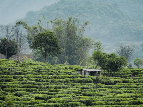 喜茶推出甄选茶园标准 喜茶加盟业务开放后持续保持产品品质凤凰网山东 凤凰网