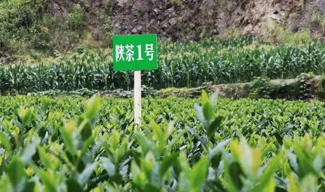 安康这杯茶,科技味儿十足!