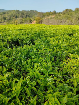 像茶树一样,自由生长的兴宁“茶二代”