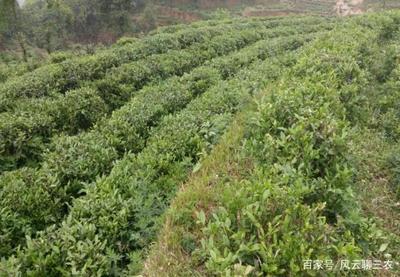 如果想要一种有气节的种植,那么给你推荐一个茶树种植