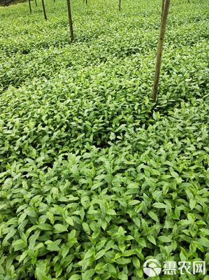 福云六号茶树苗 实生苗 0.5米以下