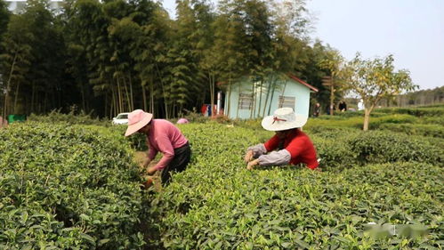 铜梁人 美女主播约你 小清新采茶 啦