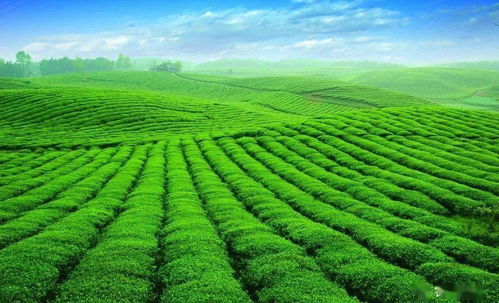 贵州颁布条例严格规范700万亩茶园用药