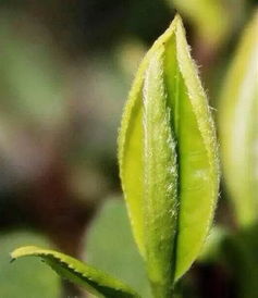 临沧茶能不能存 普洱茶原料重镇的陈化秘密