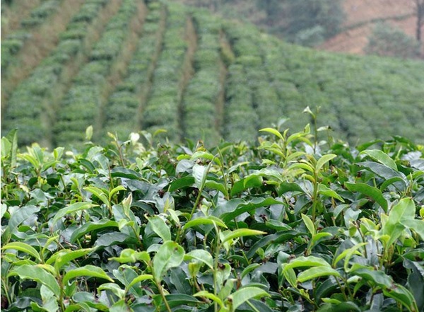 古代茶树种植法 你知道始于哪个朝代吗