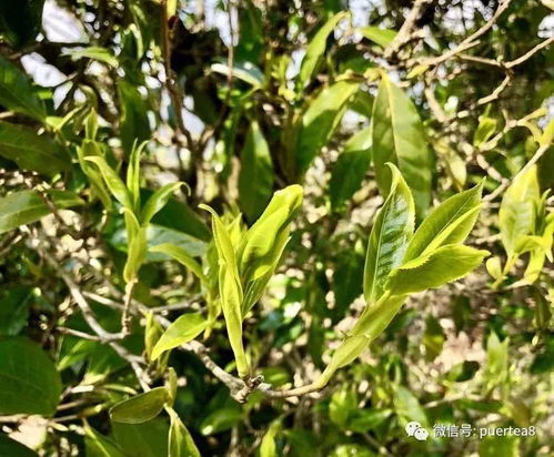详解普洱茶树发芽时间
