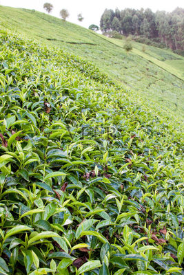 茶树,山,栽培植物,垂直画幅,无人