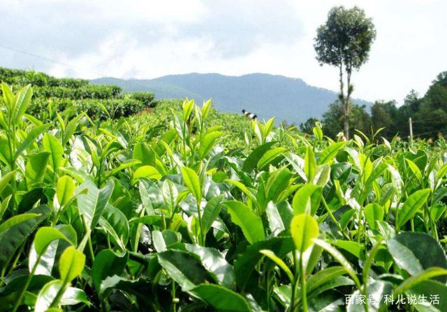 种植茶树,根插法和种子育苗法,有什么不同呢?