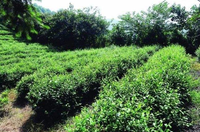 碧螺春茶树怎么种植,自己种碧螺春茶树的种植方法