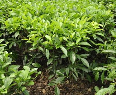 茶树种植技术