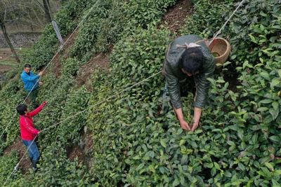满山跑的松鼠带着茶树籽自然播种出来的野茶.