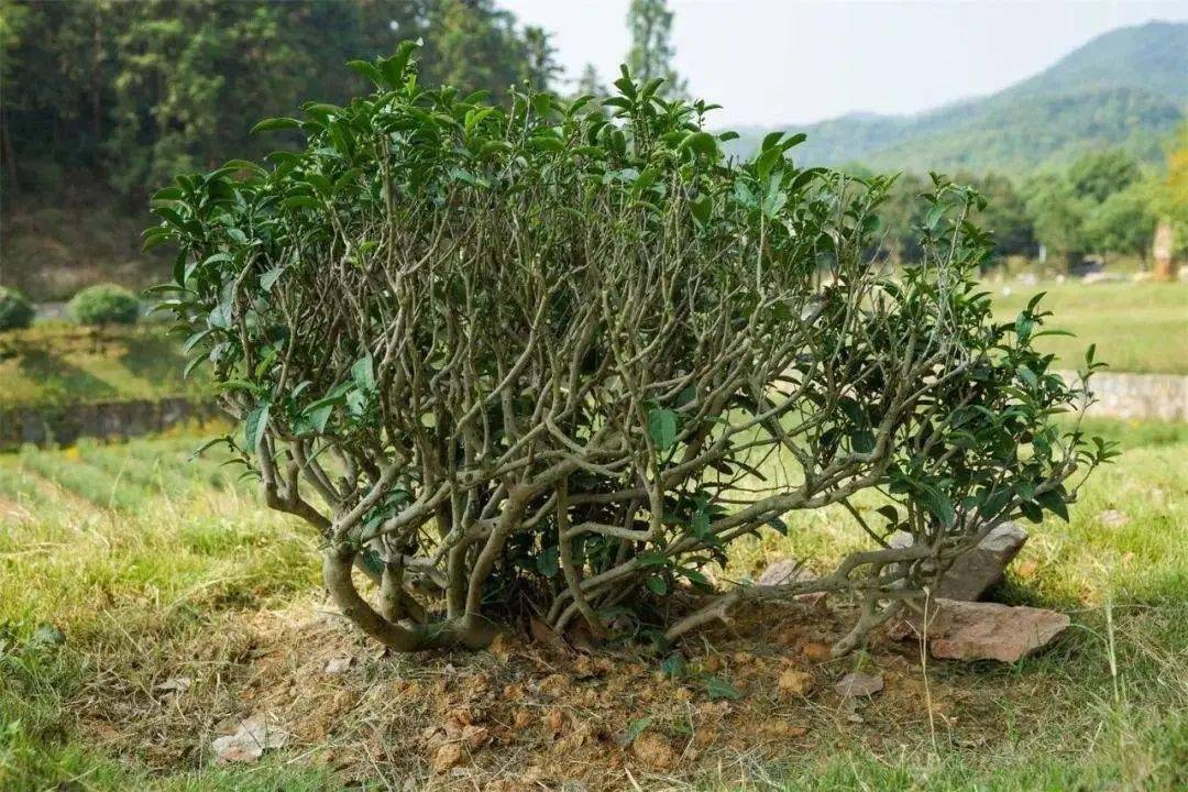 一次性把中国茶树品种讲清楚(建议收藏)|单丛|无性系|茶.
