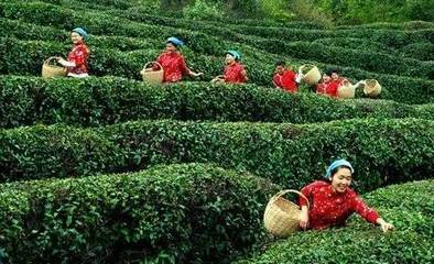 据说,茶树是具有神奇作用的神树。-