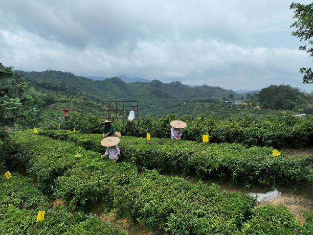 在广西梧州市苍梧县六堡长群山,一排排茶树长势喜人