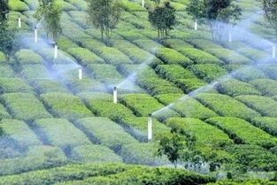 首次登月成功,可以在月球种茶吗