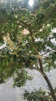 这是什么茶树