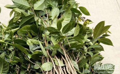 福建省泉州红花大果矮化油茶苗种植示范基地卖多少钱一珠-扁山兔业