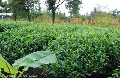 大叶种茶树图片素材