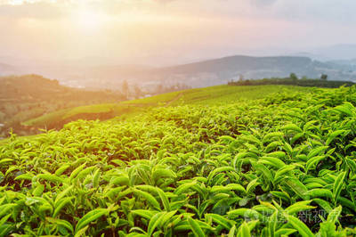 夕阳下茶树园的风景茶叶