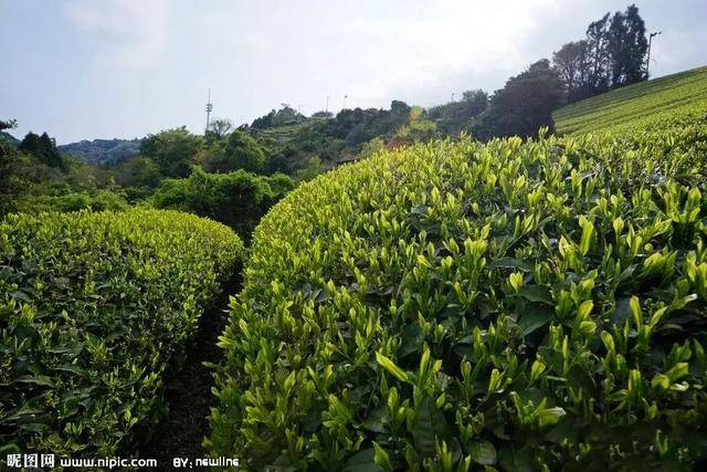 贺开普洱茶有什么特点?古树茶山现如今分布情况怎么样?_茶树