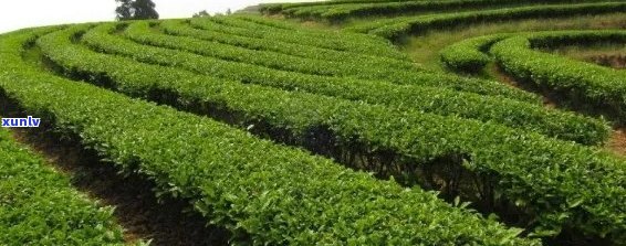 北方茶树种植技术:普洱茶的北上之路