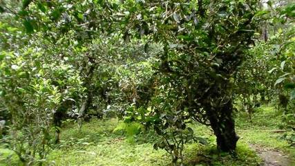 【第95篇】景迈山茶,兰花香,螃蟹脚!