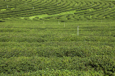在泰国的茶叶种植园