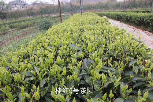 广西茶叶科学研究所三个茶树品种获农业农村部非主要农作物品种登记