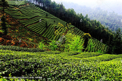 茶树地