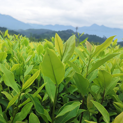 [茶树苗批发]福建宁德福安市茶树苗 0.33元/棵郁金香茶树苗 _ 一亩田