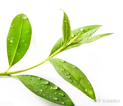 怎样区别大 中小 叶种茶树 形态结构 成分口感 品质各不同