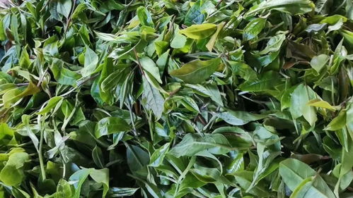 众筹丨100斤普洱才出5两的碎银子茶,稀有 好喝 耐泡