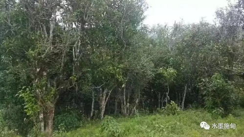 创业路 古茶树下 揉 人生