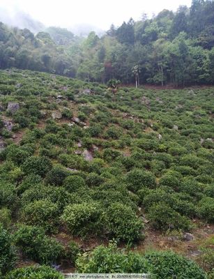 茶树生长环境