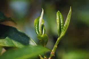 为了恢复茶树种植,他要在2万亩茶园挖3千多万个坑,吓跑了几百个农民工