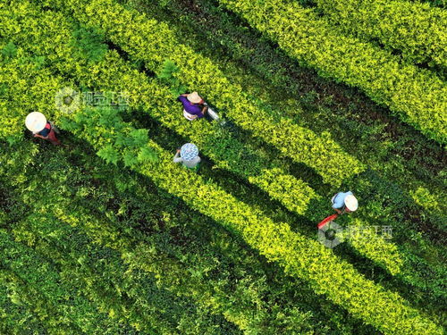 泰和县 茶园修剪管护忙 图