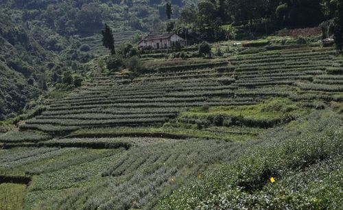 一棵茶树香飘小康路——双凤村茶叶种植引领乡村振兴