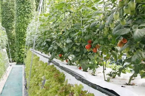 收藏植物的相生相克大全：养花必备知识与农产品销售商机