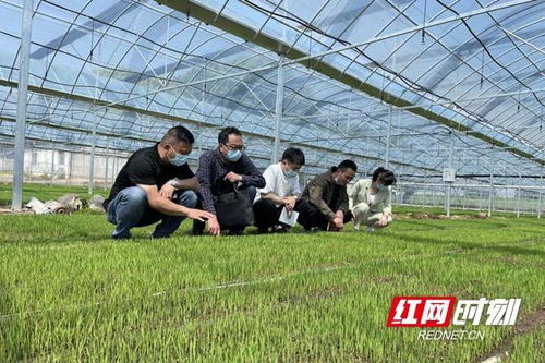 常德桃源推进政协专项监督：多措并举筑牢粮食安全根基