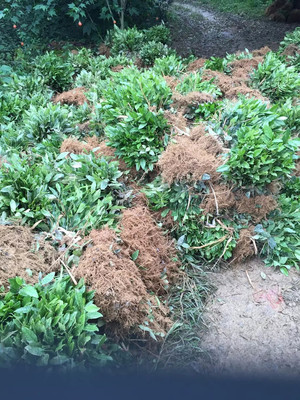 茶叶苗木与种植 高质量种苗基地的农产品销售