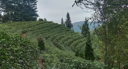 龙河镇:探索出新的茶叶种植模式,叫.