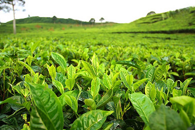 茶叶种植背景