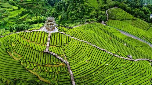 宣恩县伍家台村 茶旅融合 香飘茶山