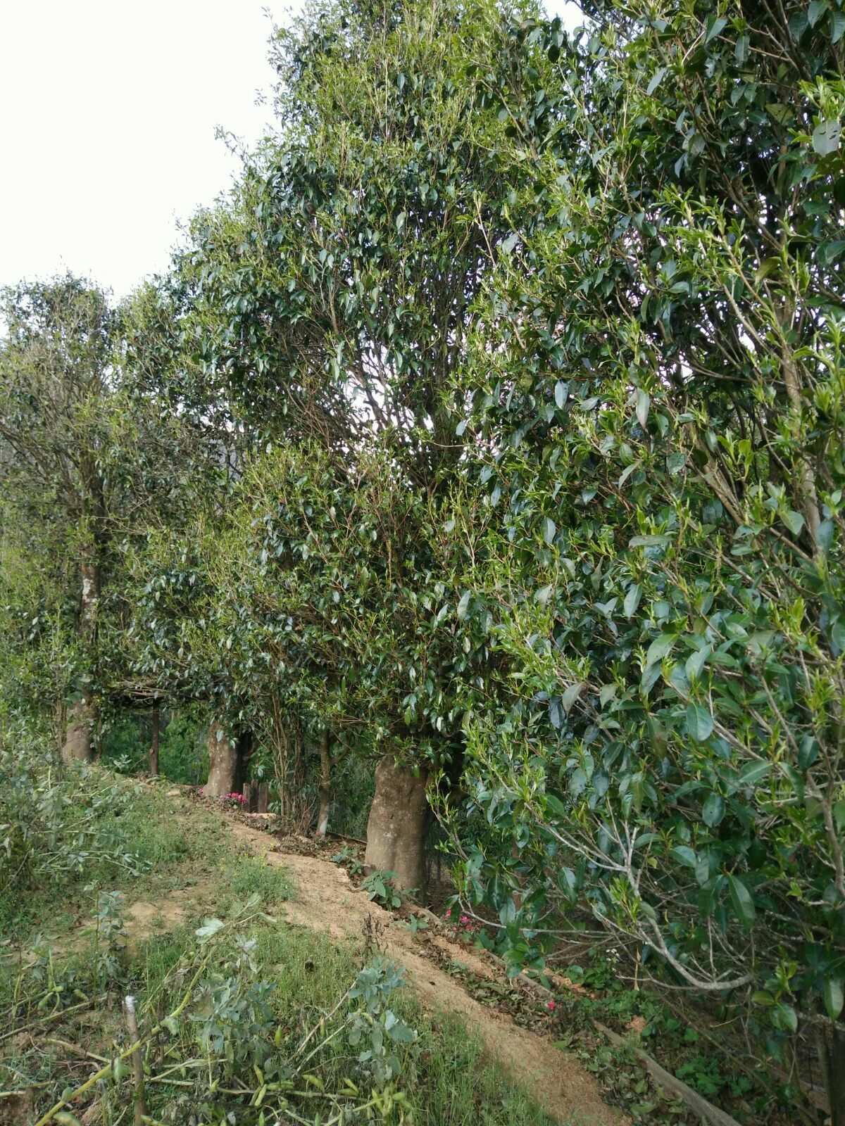 千家寨探寻千年古茶树 波清波