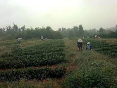 返乡大学生种植它,最贵一斤售130元,亩收入1万元
