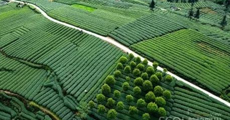 川茶之殇:相同质量价格高川茶品牌数倍,本地鲜叶抢手走俏的背后