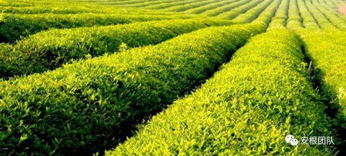 茶树霜冻害的预防和防治