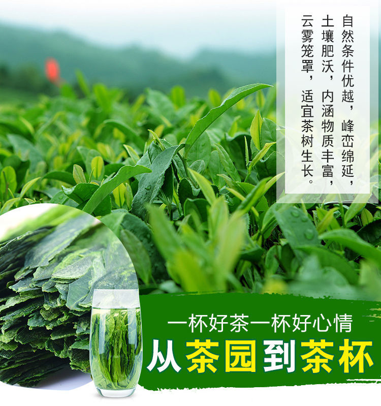 绿化茶苗基地分析茶苗种植技术措施_供应产品_东莞黄江免税.