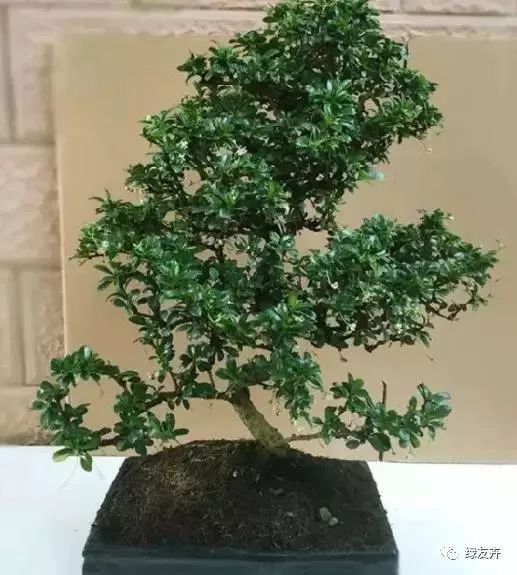 细菌最 讨厌 3种植物,养 10盆 也不嫌多,能让家人更健康